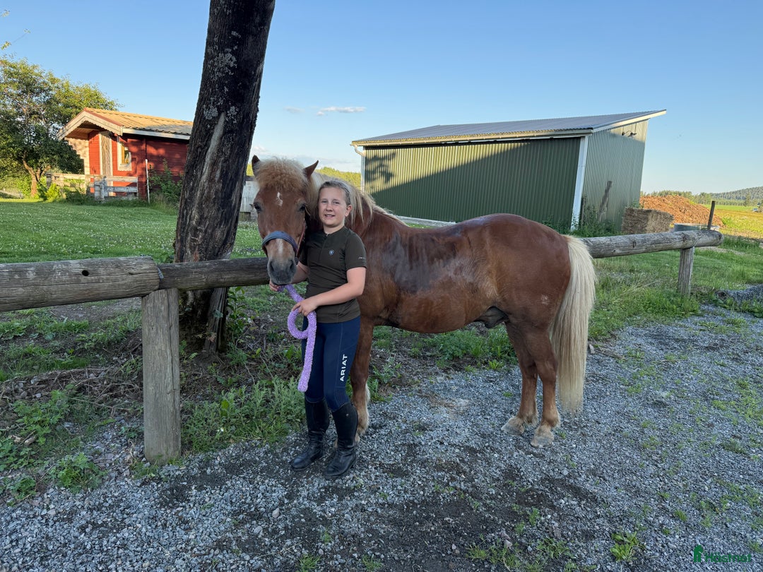 Hoppning hästar sökes: Medryttarponny sökes till 10 åring med ambitioner  i Billdal - Annons 1
