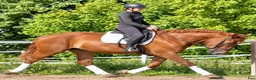 Allround hästar till salu: Fantastic Mother & Daughter partner for everybody  - Annons 10