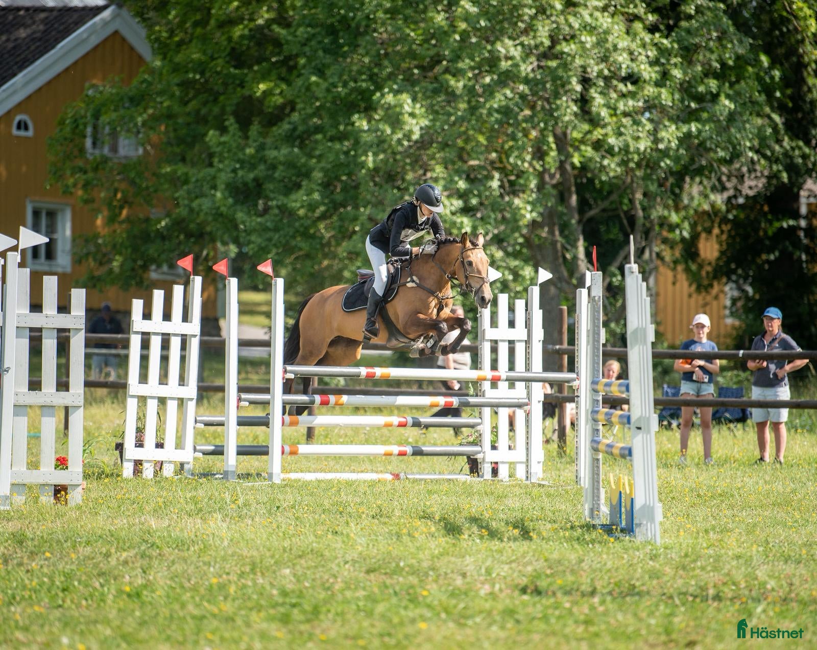  hästar Fantastisk fälttävlansponny i Uppsala - Annons 6