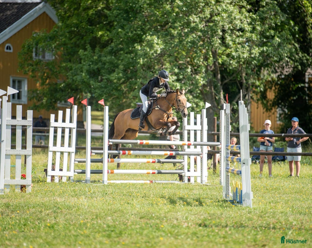 Fälttävlan hästar till salu: Fantastisk fälttävlansponny i Uppsala - Annons 1