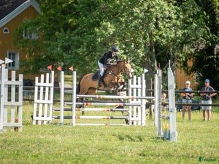 hästar Fantastisk fälttävlansponny i Uppsala - Annons 7