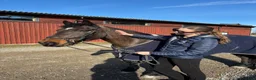 Hoppning hästar till salu: D-ponny med driv i Sigtuna - Annons 2