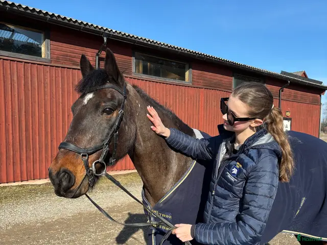 hästar till salu: D-ponny med driv - Annons 2