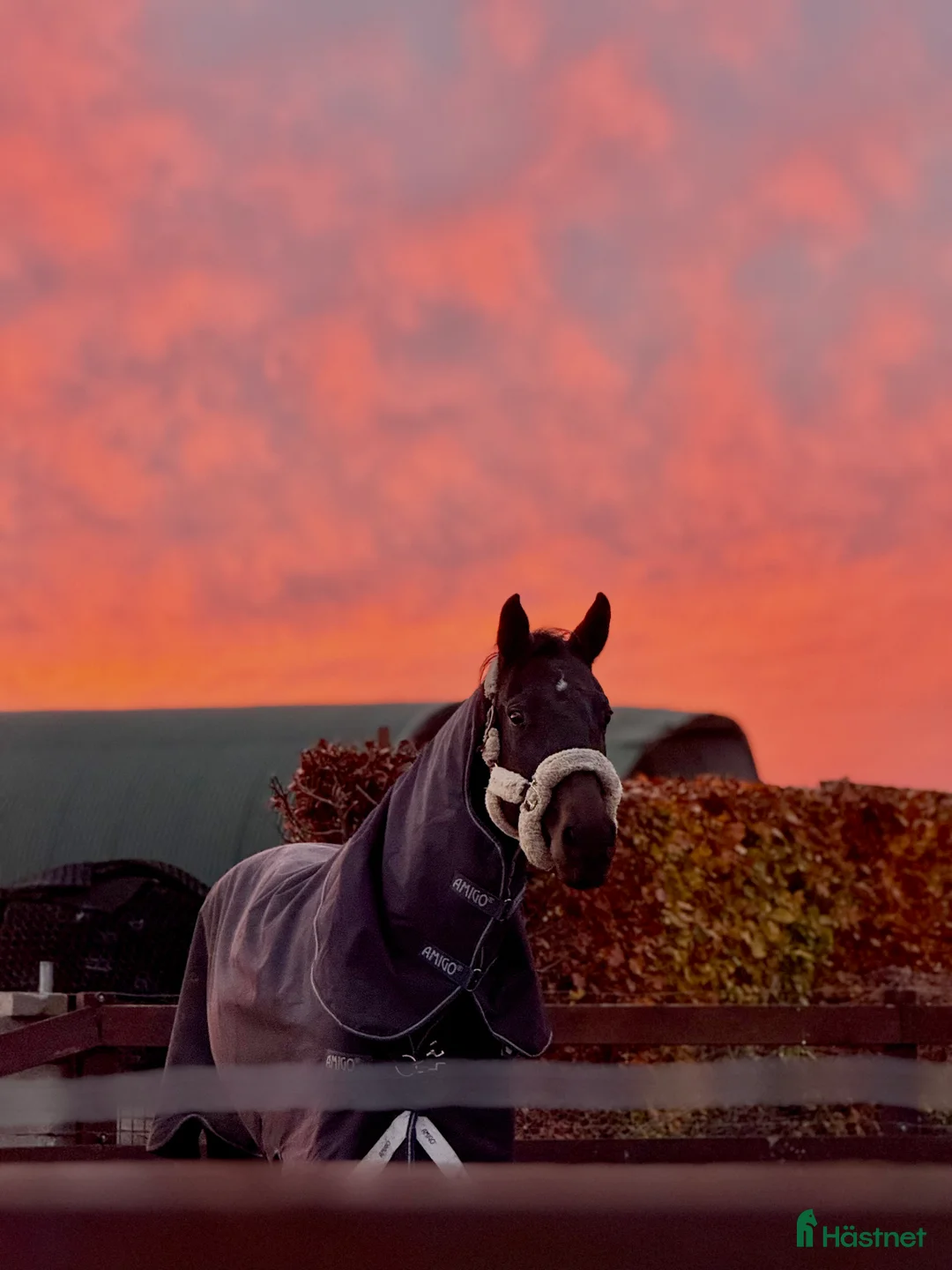  hästservice finnes: AK Horses i Ronnede - Annons 8