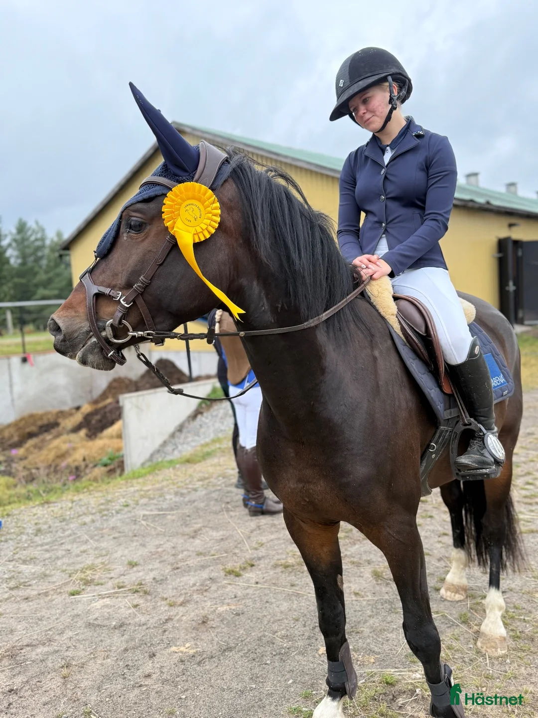 Allround hästar till salu: Vacker & charmig kille m massa potential. - Annons 1