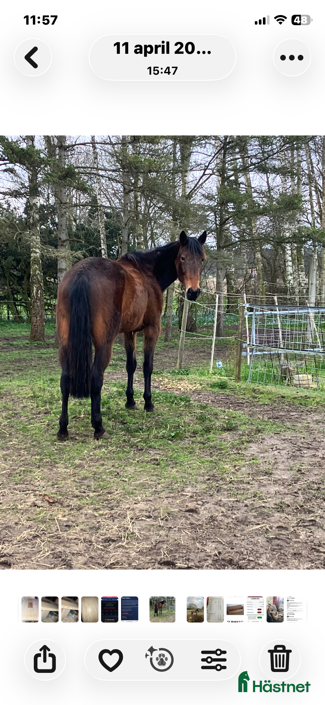  hästar Varmblod ( travare) - Annons 3