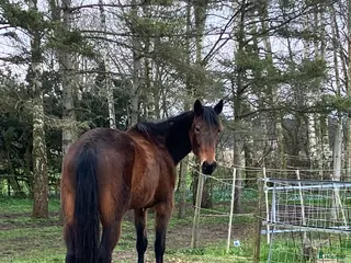 hästar Varmblod ( travare) - Annons 6