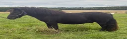 Trav hästar till salu: Snäll och trevlig valack - Annons 3