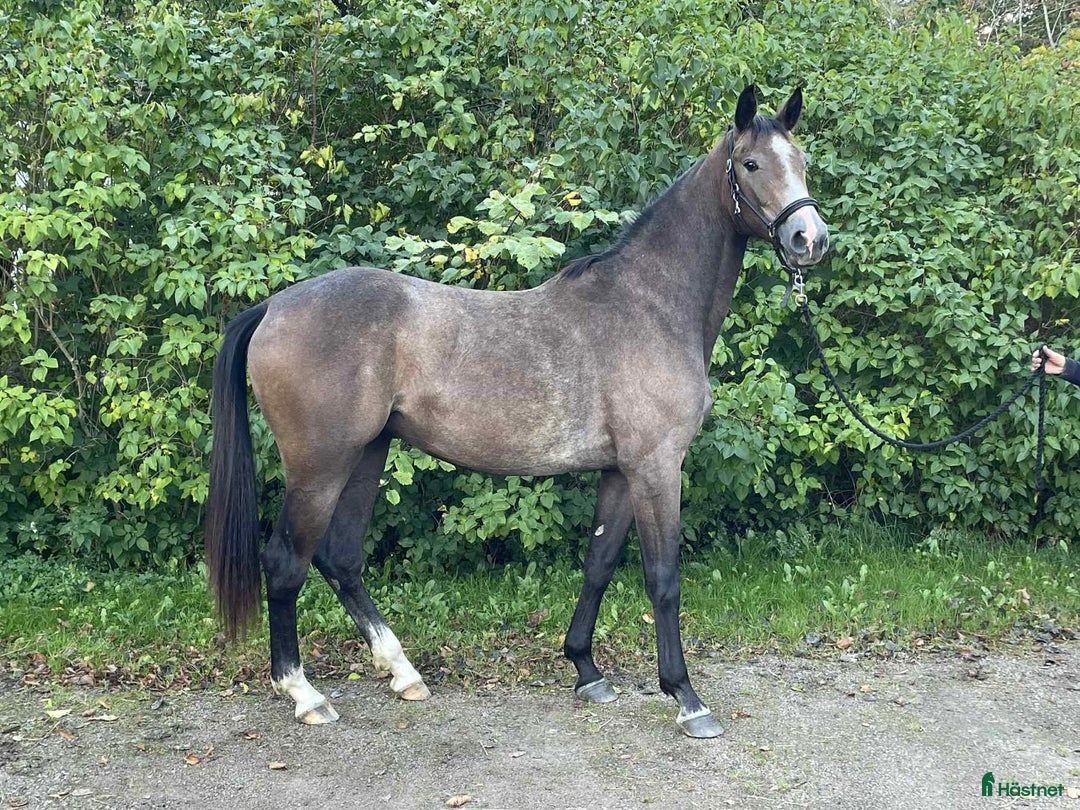 Dressyr hästar till salu: Sivilja Light – lovande dressyrtalang född 2023 i Lysekil - Annons 2