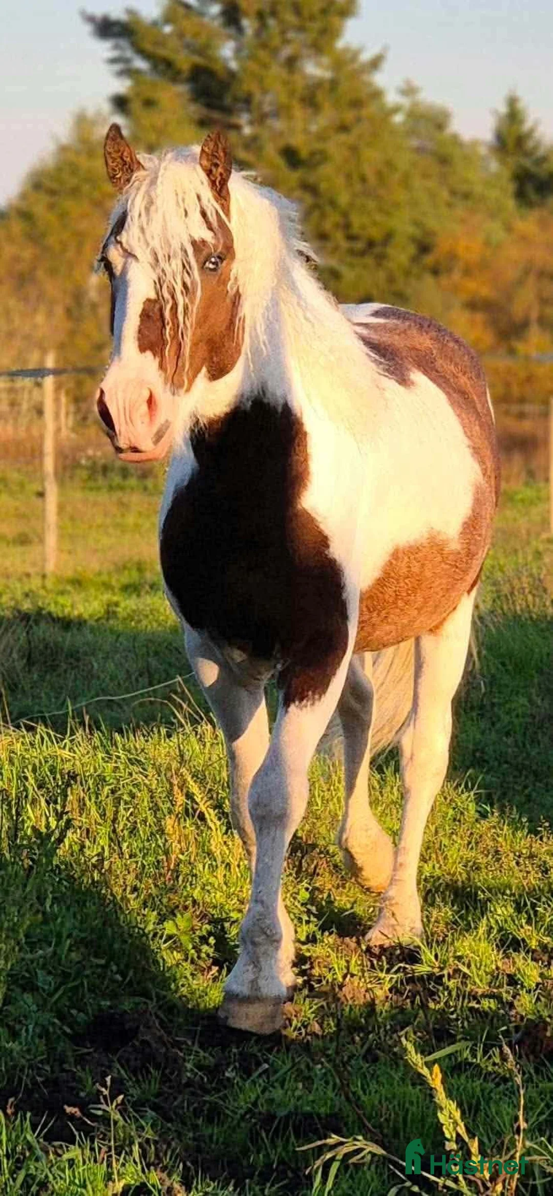 Allround hästar till salu: Blickfångare, american curly - Annons 2