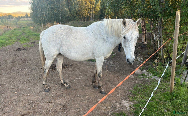  hästar i Övertorneå - Annons 2