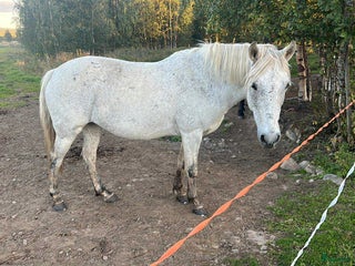 hästar i Övertorneå - Annons 33