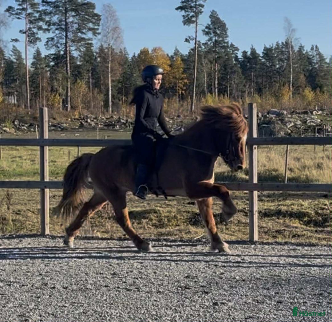 Island hästar till salu: Flott och femgångs valack, kurser/tävling/ridhäst i Gimo - Annons 4
