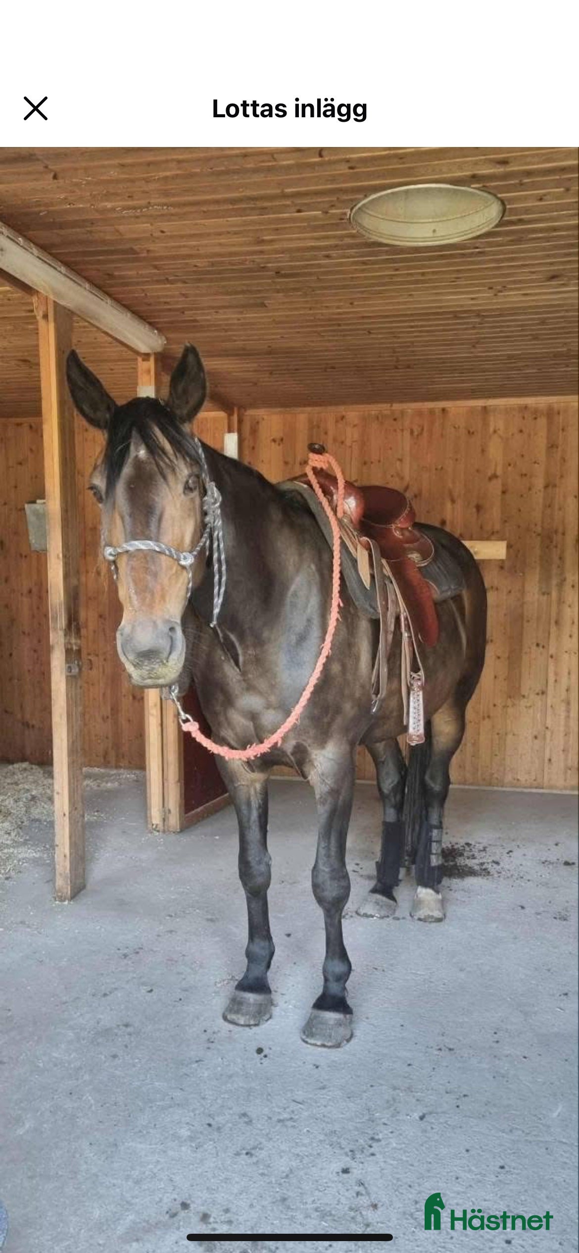  hästar Humle - Annons 4