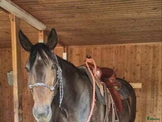 hästar Humle i Mora - Annons 5