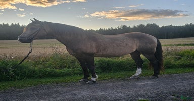 hästar i Stora Skedvi - Annons 3