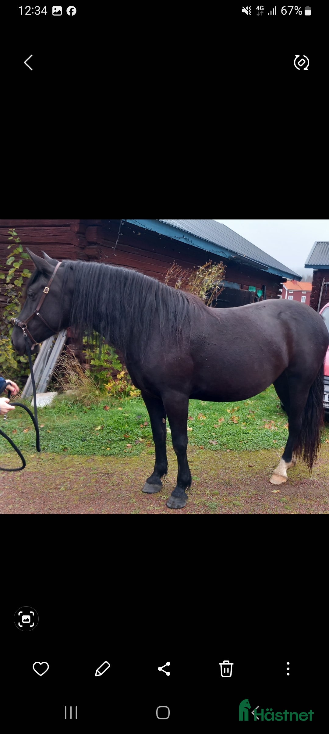 Allround hästar till salu: Snyggt sto söker bästa kompis i Falun - Annons 6