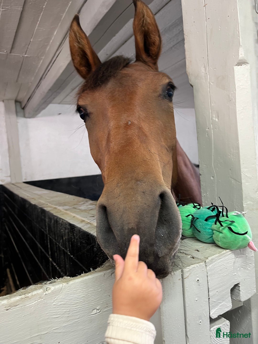 Allround hästar till salu: Trevligt sto 2,5 år i Märsta - Annons 3