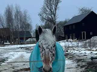 medryttarhäst finnes: Genomsnäll häst söker erfaren medryttare - Annons 5