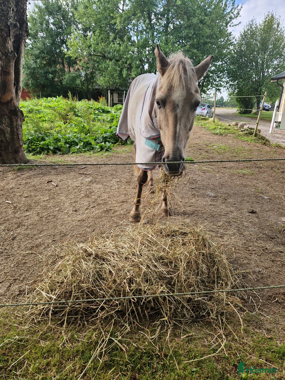 Sällskap hästar till salu: Sällskapsponny samt lättare ridturer! i Växjö - Annons 4