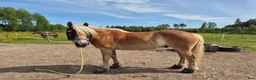 Allround hästar till salu: Trevlig haflinger - ridning/sällskap - Annons 1