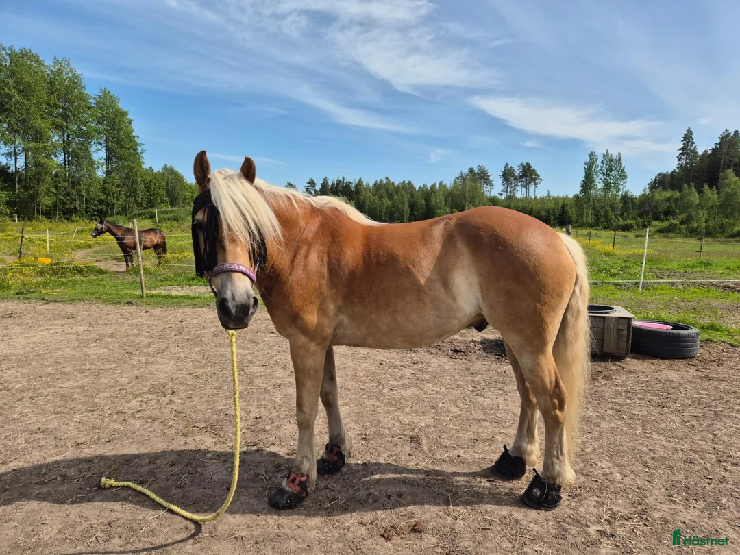 Allround hästar till salu: Trevlig haflinger - ridning/sällskap - Annons 1