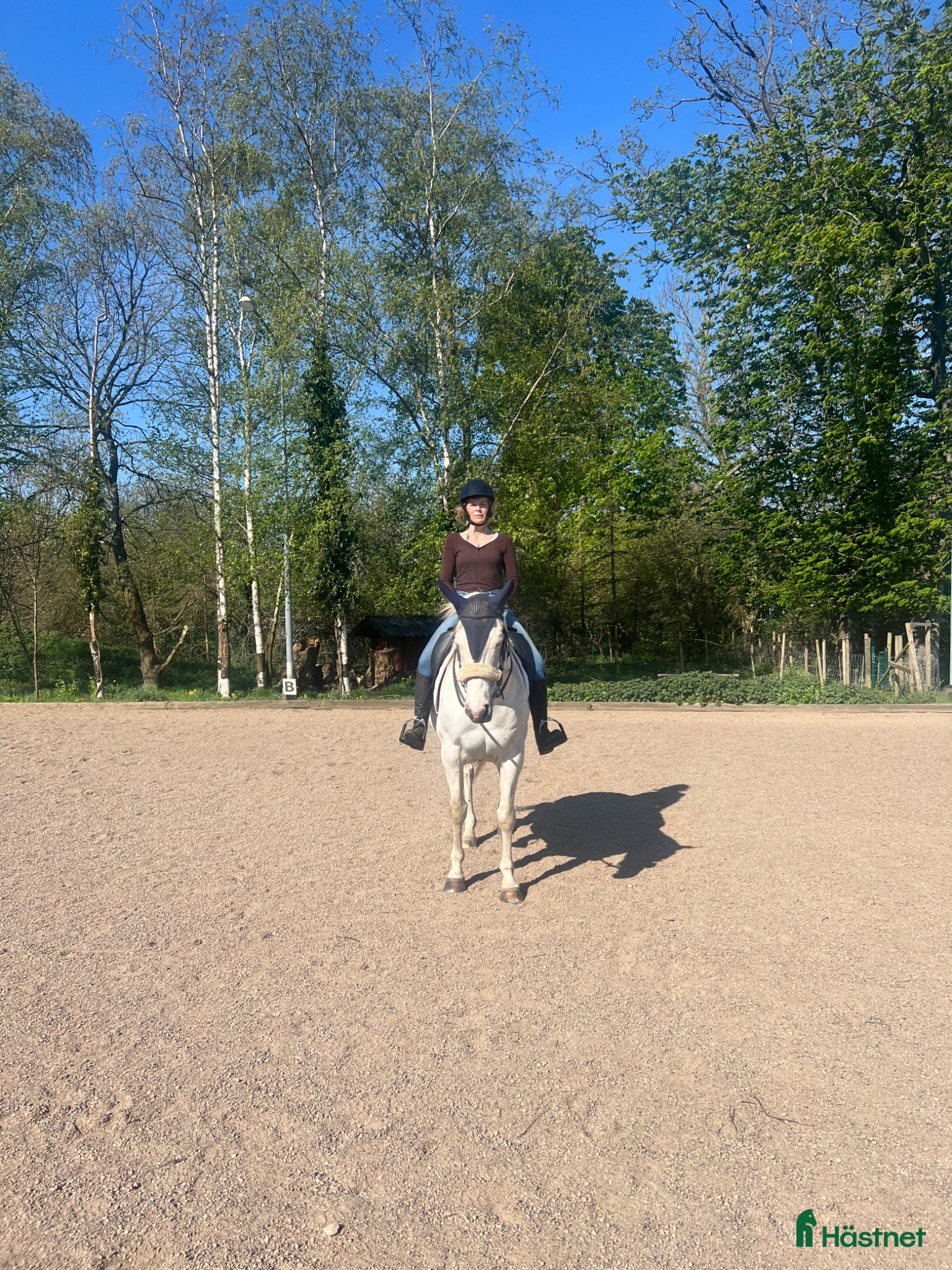  hästar Vänlig paint  - Annons 2