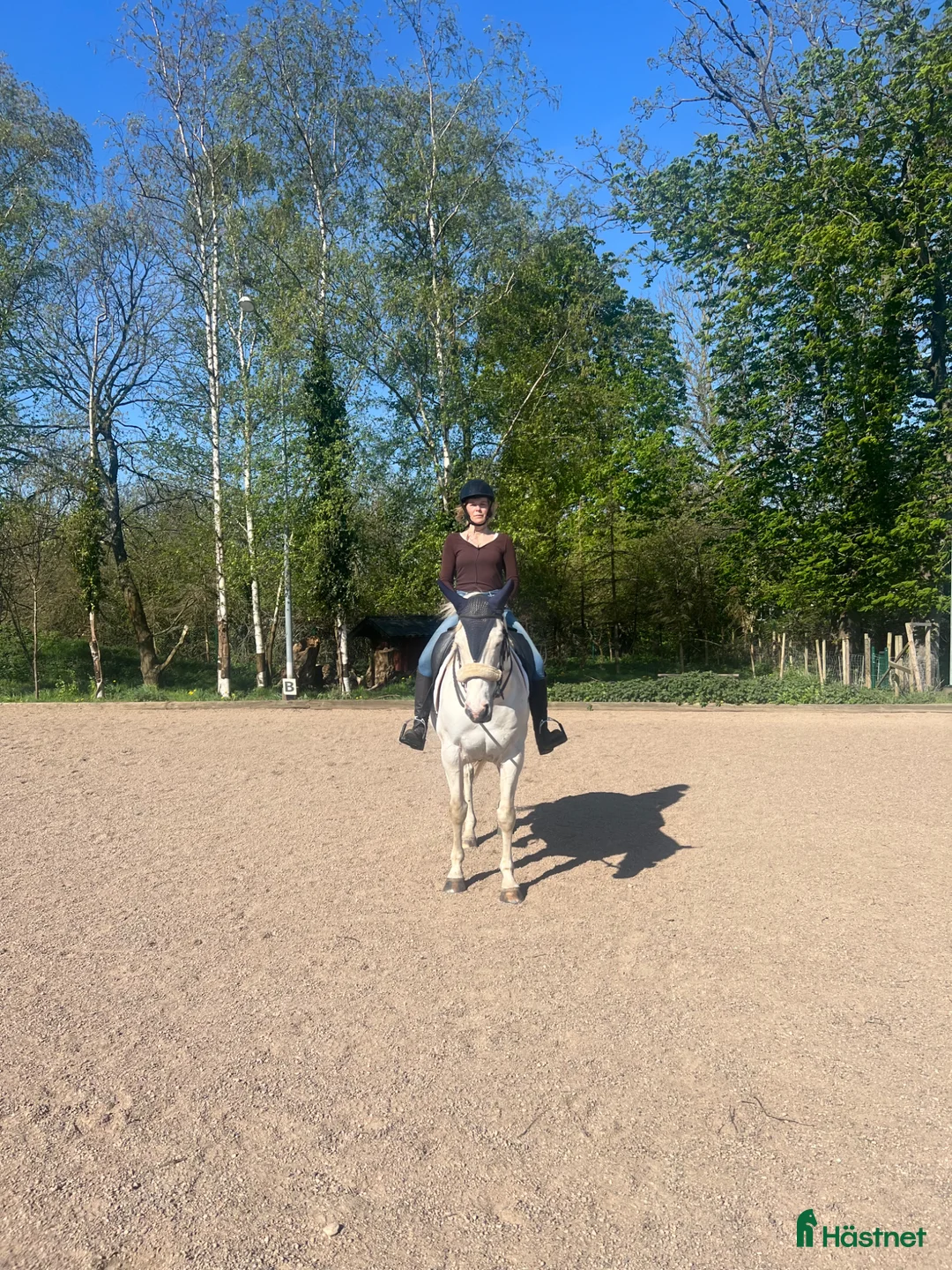 Allround hästar till salu: Vänlig paint  - Annons 2