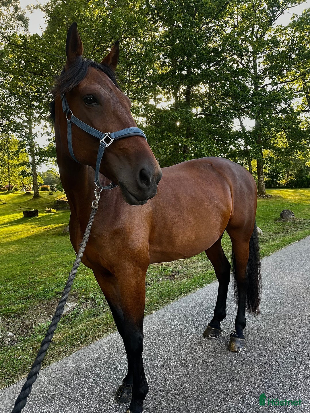 Allround hästar till salu: En bästa vän söker nytt hem i Borås - Annons 1