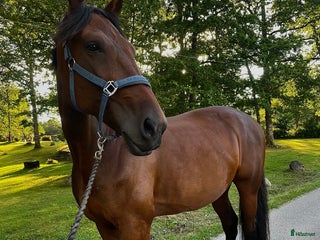 hästar En bästa vän söker nytt hem i Borås - Annons 16