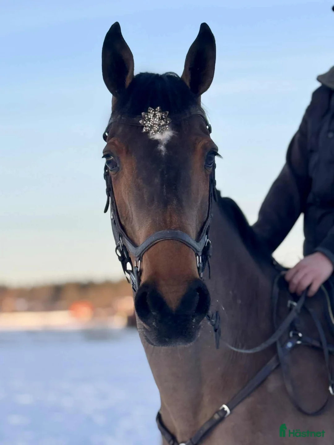 Allround hästar till salu: Fin allroundhäst  i Sala - Annons 3