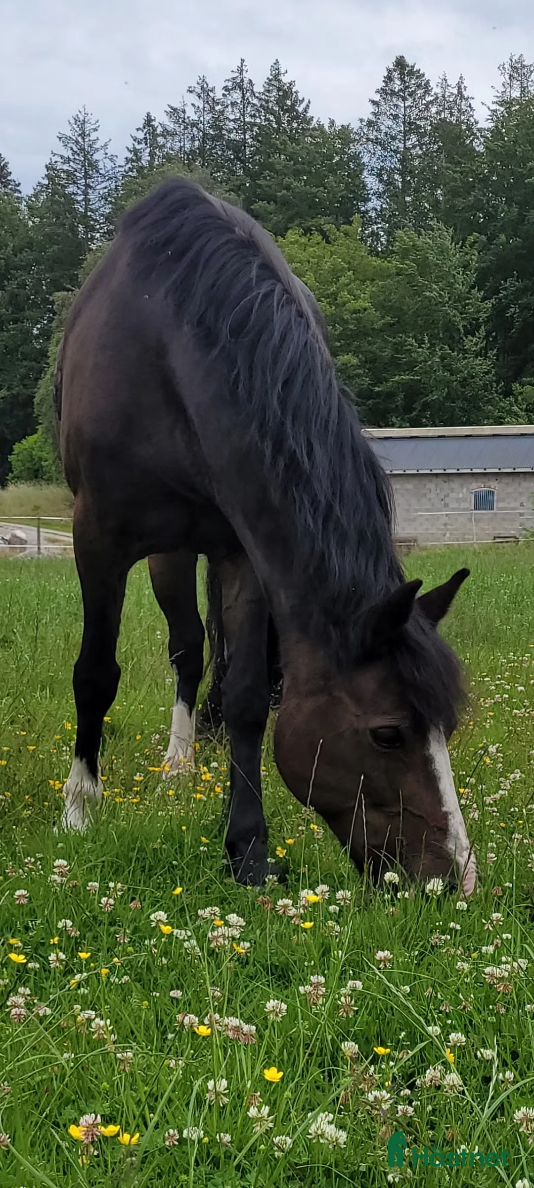 medryttarhäst finnes: Medryttare sökes ! till barnPonny  i Blekinge i Karlshamn - Annons 1