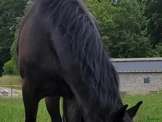 medryttarhäst finnes: Medryttare sökes ! till barnPonny i Blekinge i Karlshamn - Annons 3