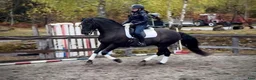 Working Equitation hästar till salu: Vakker PRE vallak etter fantastisk far - Annons 3