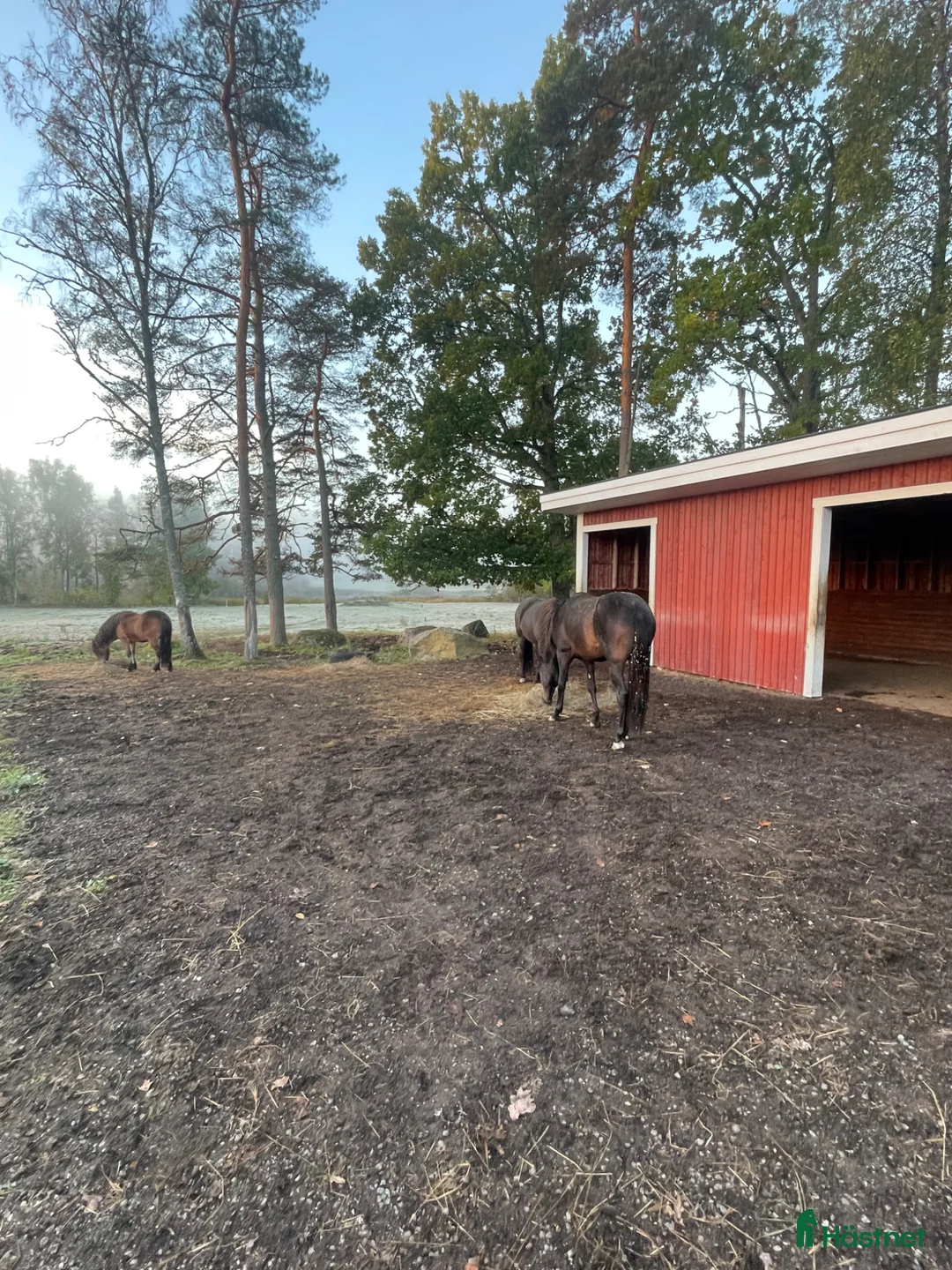  stallplats finnes: Stallplats/lösdrift i Fellingsbro - Annons 1