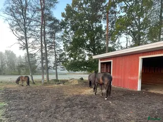 stallplats Stallplats/lösdrift - Annons 1