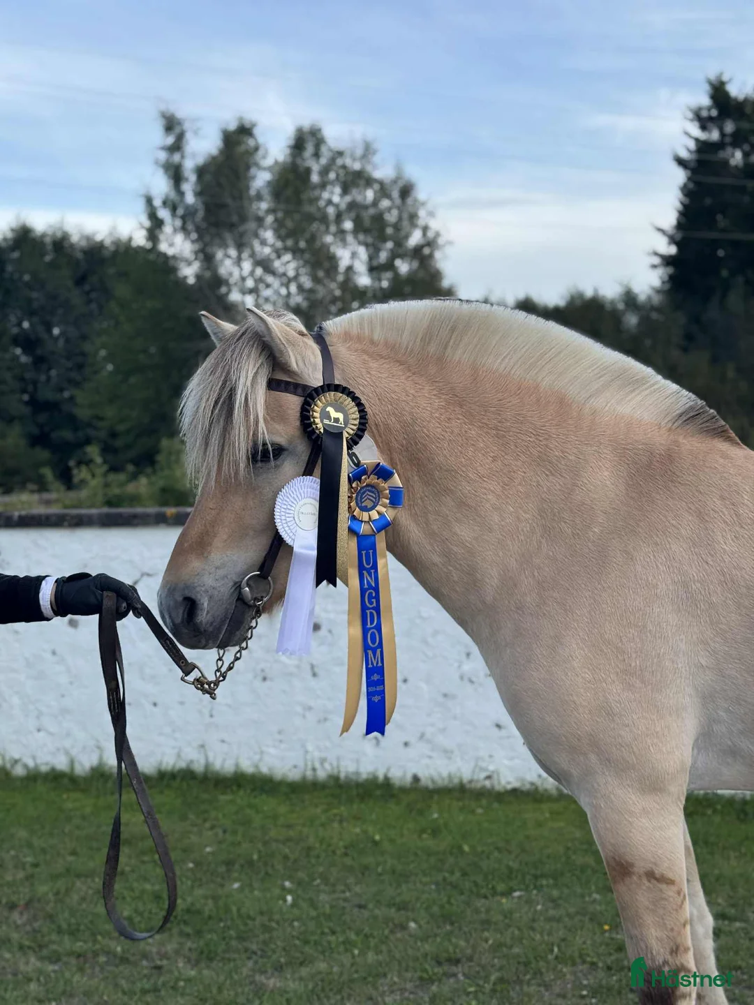 Allround hästar till salu: Godkänd Hingst - Annons 2