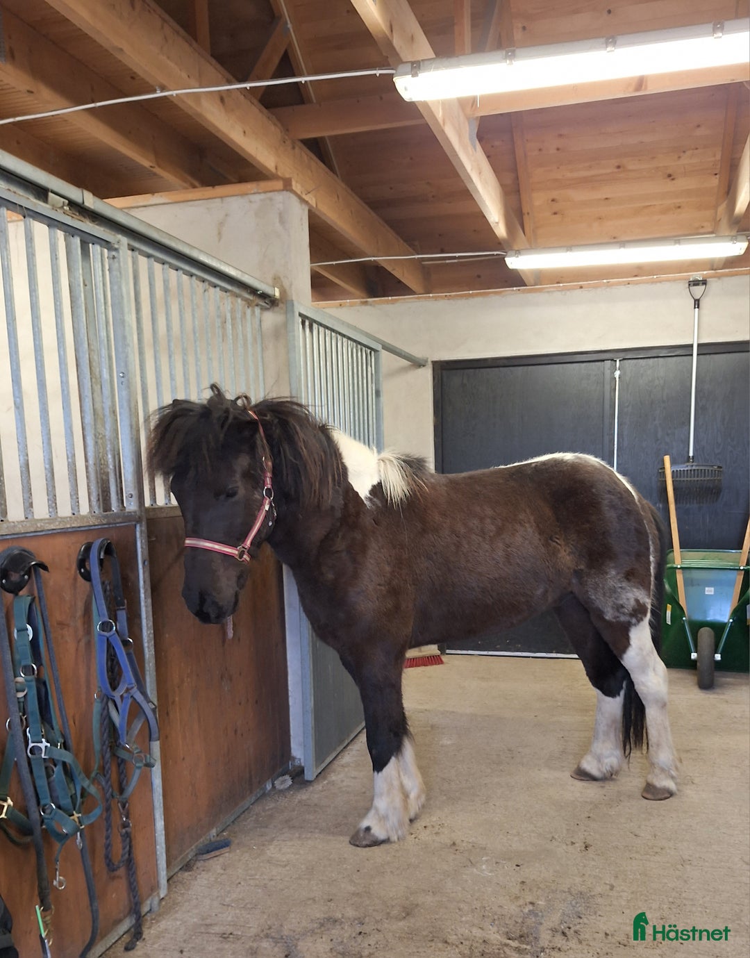 Island hästar till salu: En utmaning med stor potential!  i Tolg - Annons 2