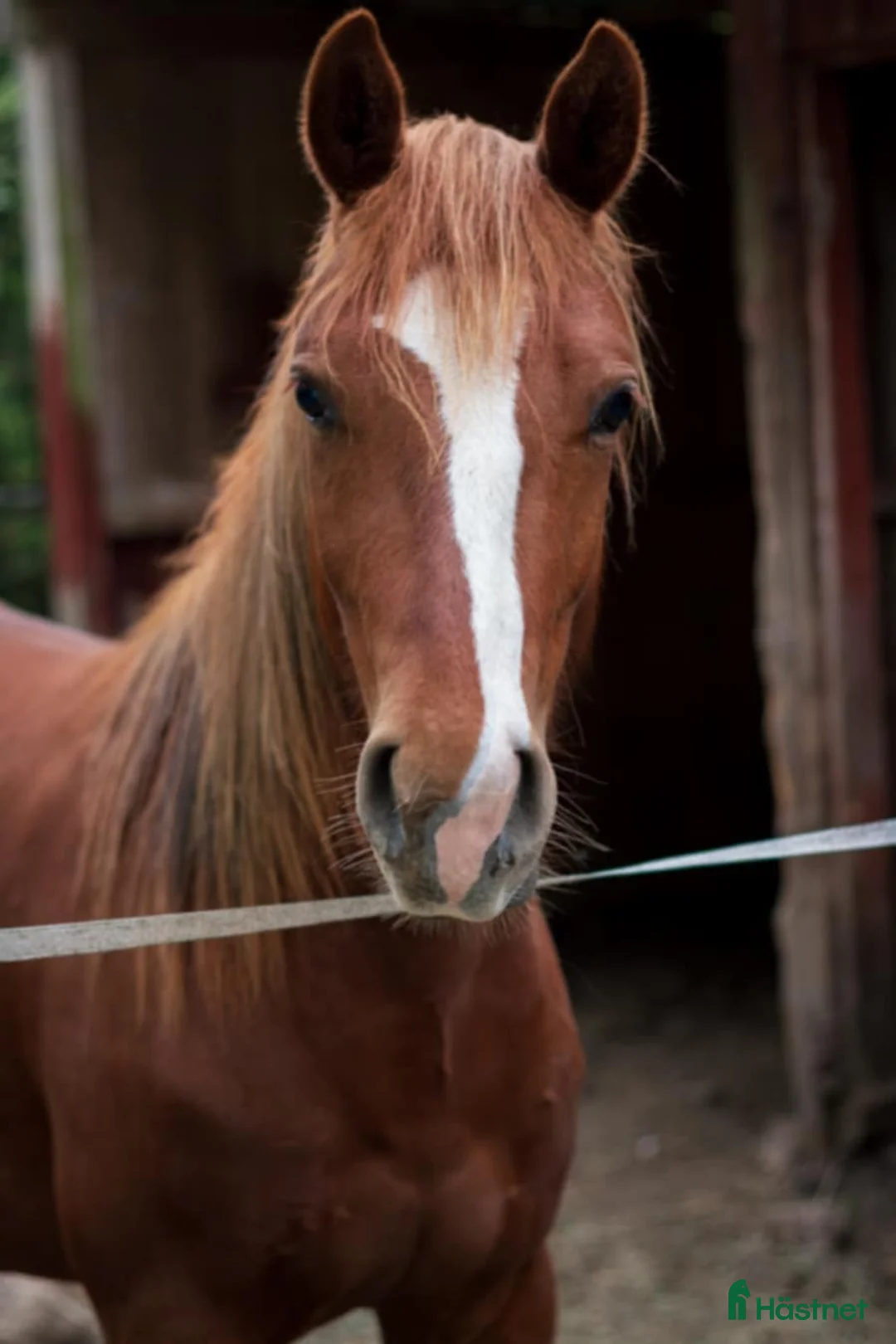 Western hästar till salu: Ett ämne för framtiden  - Annons 8