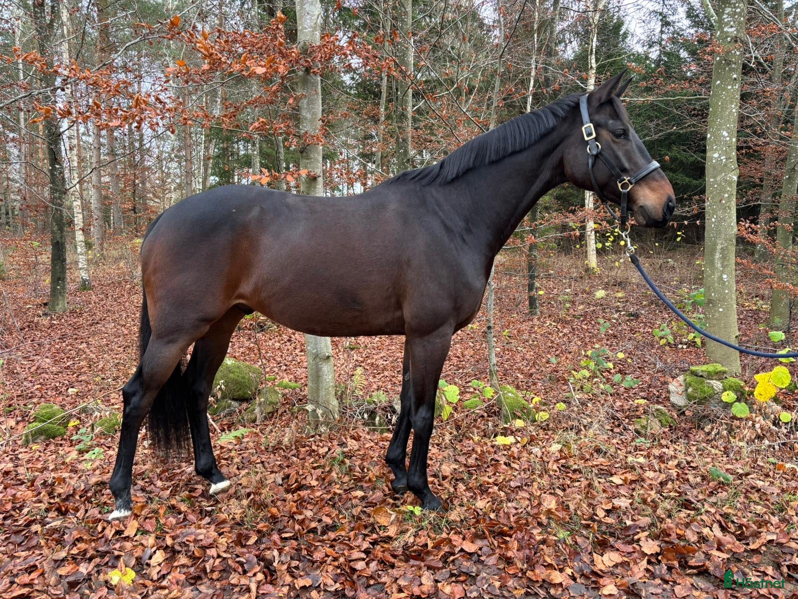  hästar Trevlig charmig valack!  i Färlöv - Annons 2