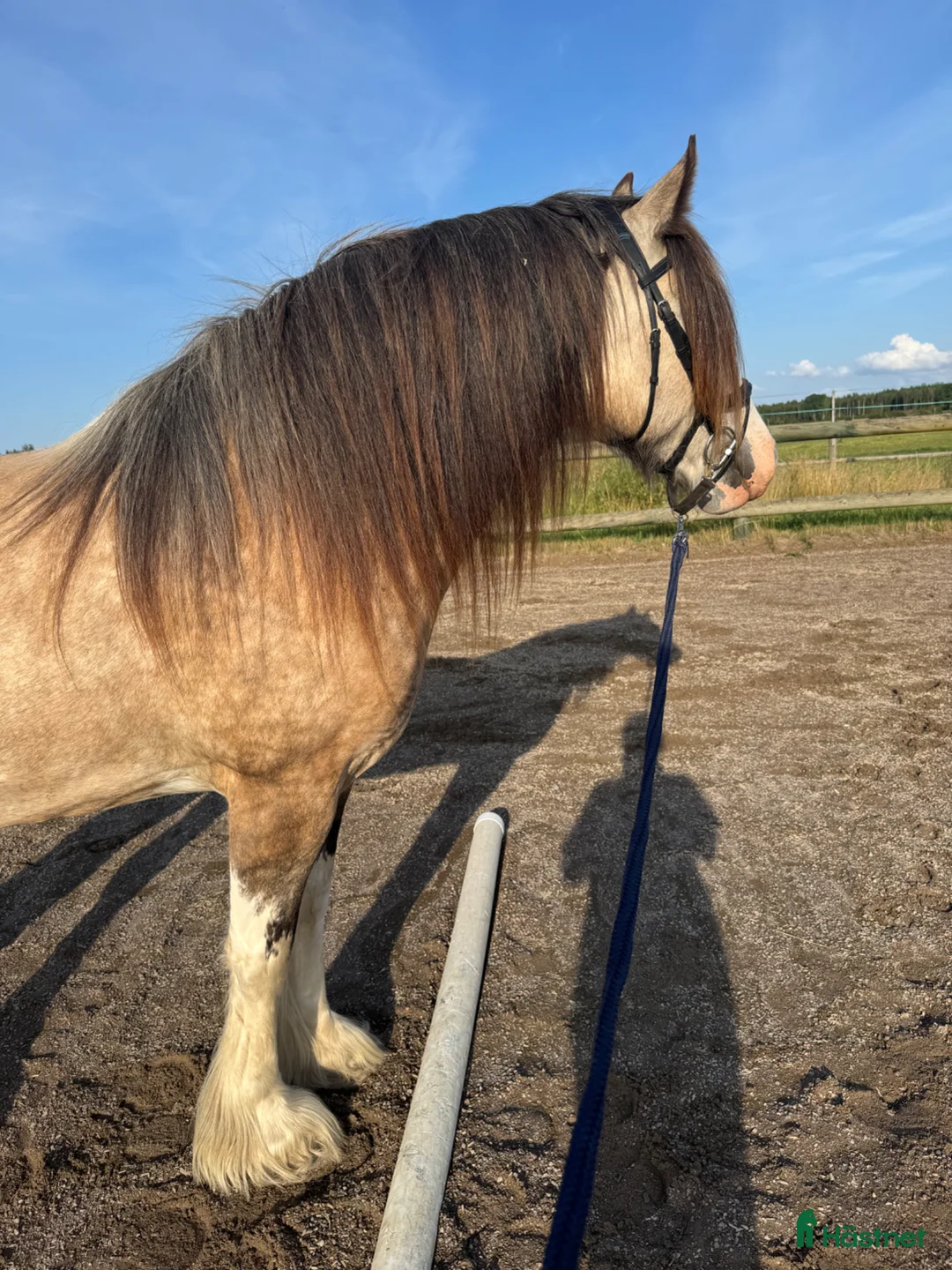 Allround hästar till salu: Irish cob född 2020 - Annons 1