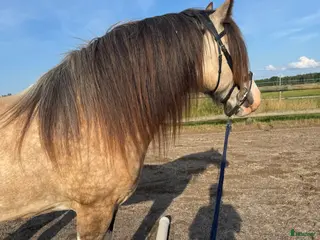 hästar Irish cob född 2020 - Annons 8