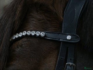 Övrig Hästutrustning hästutrustning till salu: Pannband med kristaller från PS💫 i Umeå - Annons 3