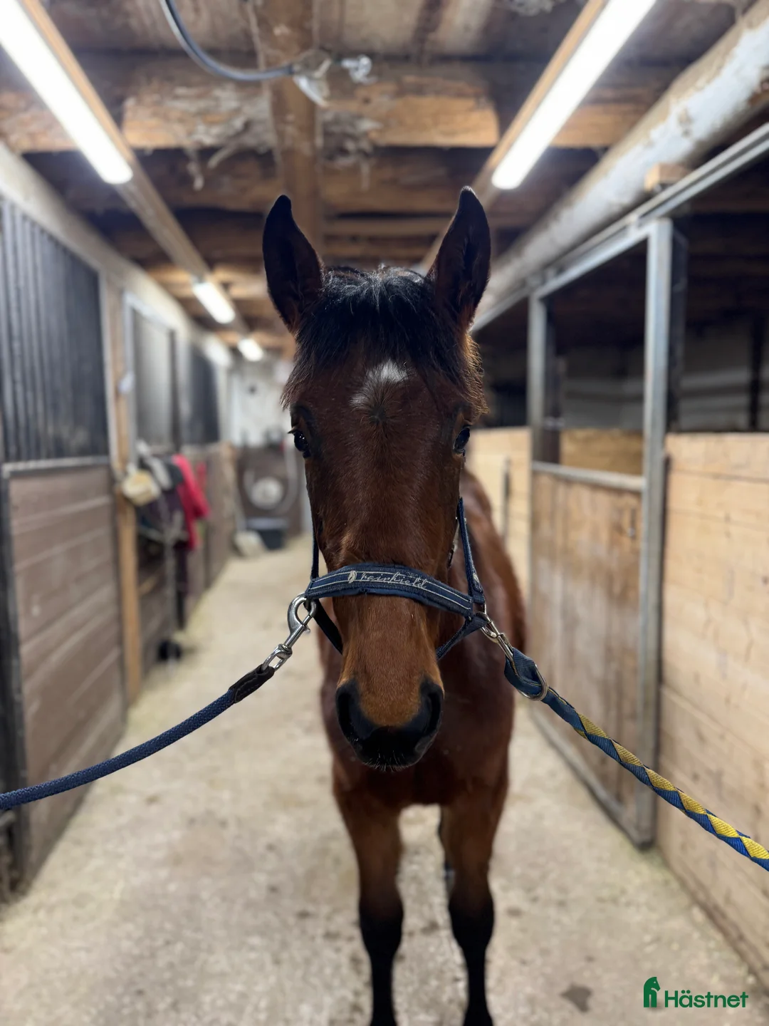 Trav hästar till salu: Fin ettåring i Gästrike-Hammarby - Annons 4