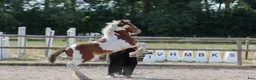 Allround hästar till salu: Topp stammat Charmigt Irish Cob-sto föl 🌿 - Annons 4