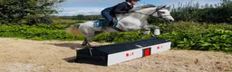 Hoppning hästar till salu: Beautiful overheight Connemara  - Annons 1