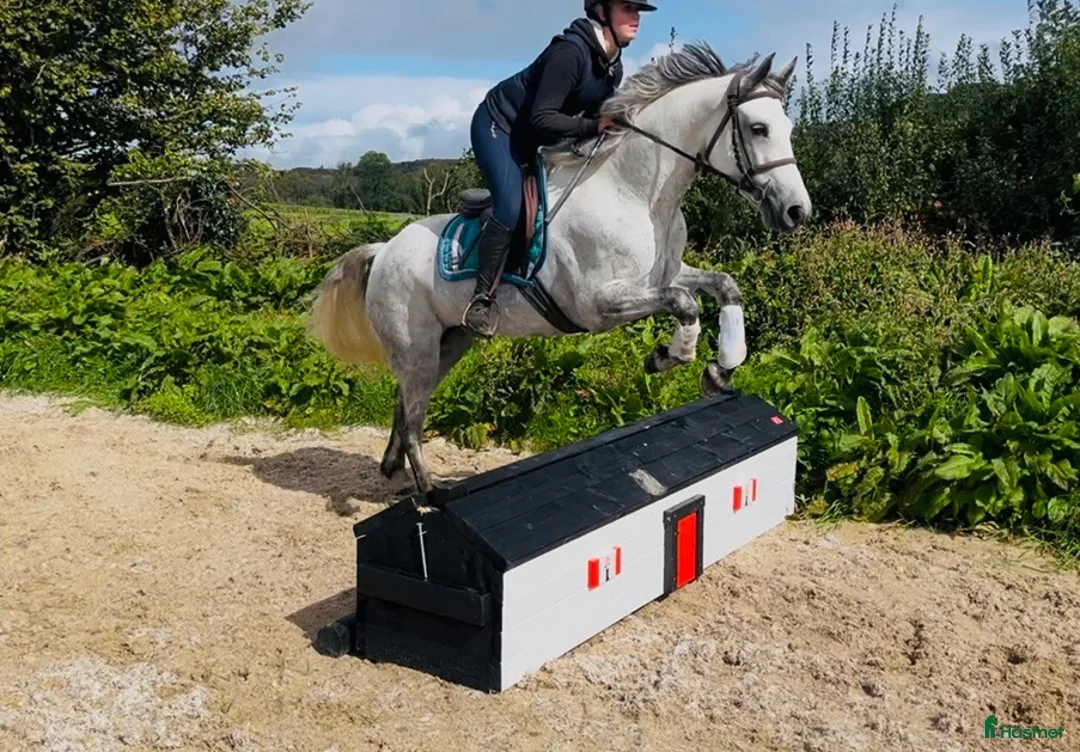 Hoppning hästar till salu: Beautiful overheight Connemara  - Annons 1