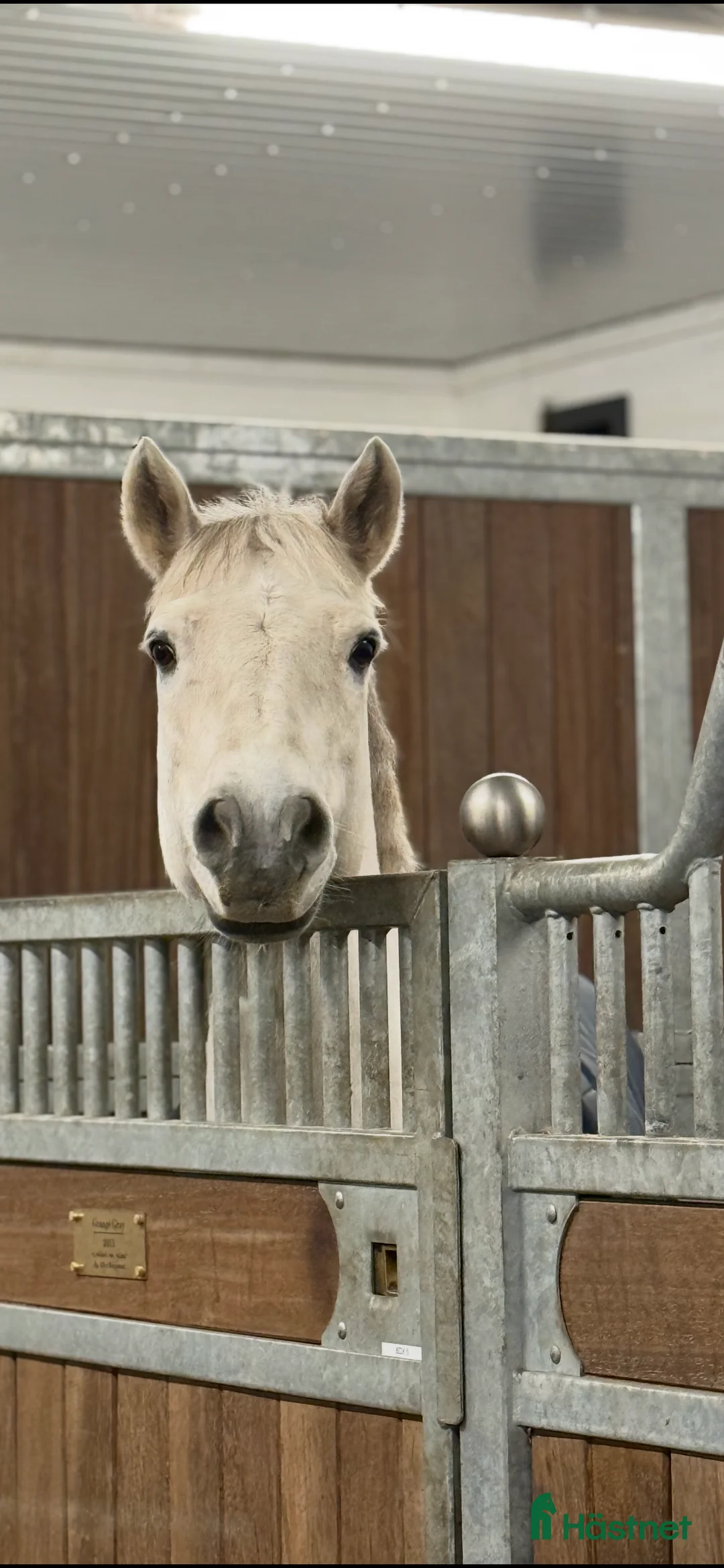 Hoppning hästar till salu: En på miljonen - Grey - Annons 2