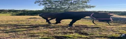  foderhäst sökes: Foderhäst sökes  i Enskede - Annons 1