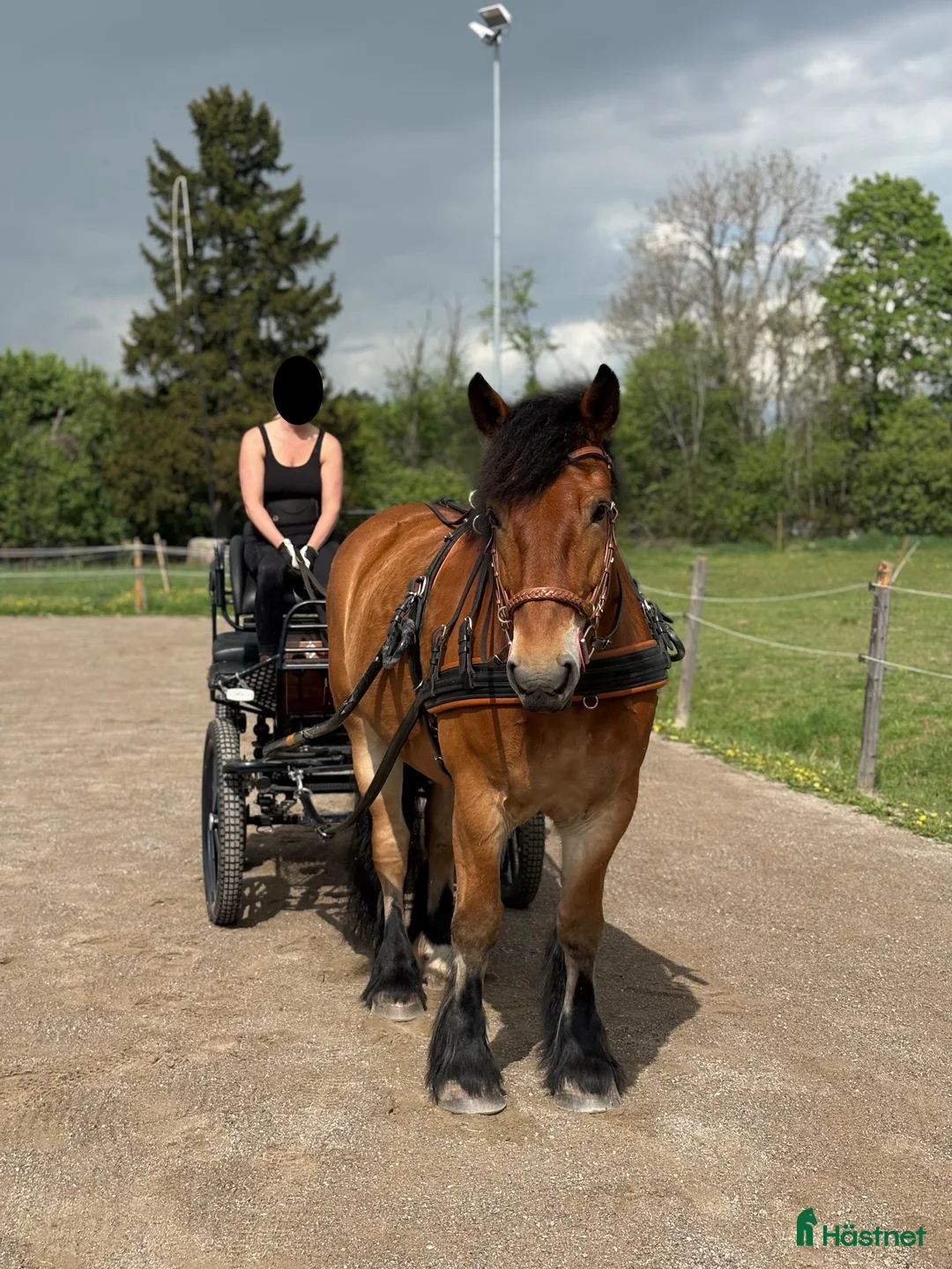 Körning hästar till salu: Minus söker sitt rätta hem - Annons 1